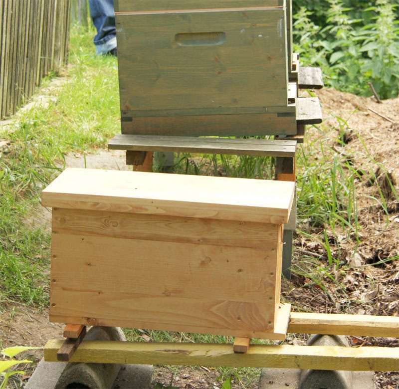 Optimale Ablegerbildung zur Stärkung Ihrer Bienenzucht